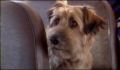 dr dolittle 3-avi_876.jpg